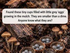 Found these tiny cups filled with little grey ‘eggs’