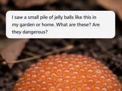 Are they dangerous?