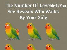 The Number Of Parrot You See Reveals Who Walks By Your Side