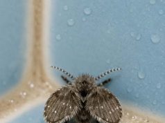 I keep finding these tiny, fuzzy flies