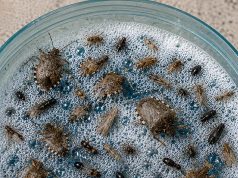 Leave This Simple Mixture on Your Windowsill.