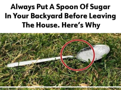 Here’s Why You Should Put A Spoon Of Sugar In Your Backyard Before Leaving The House
